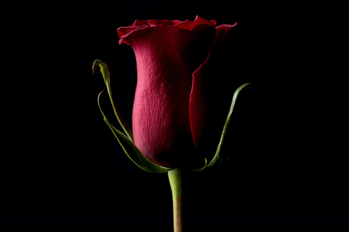 NFT-фотография розы Forever Rose